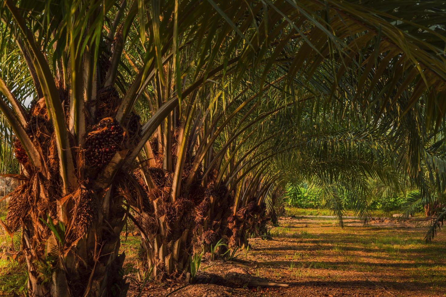 The Great Reallocation:  Why Smart Capital is Shifting from Paper Assets to Biological Factories
